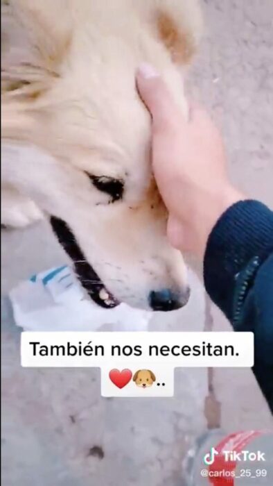 Chico que salió a alimentar perritos callejeros los acaricia 