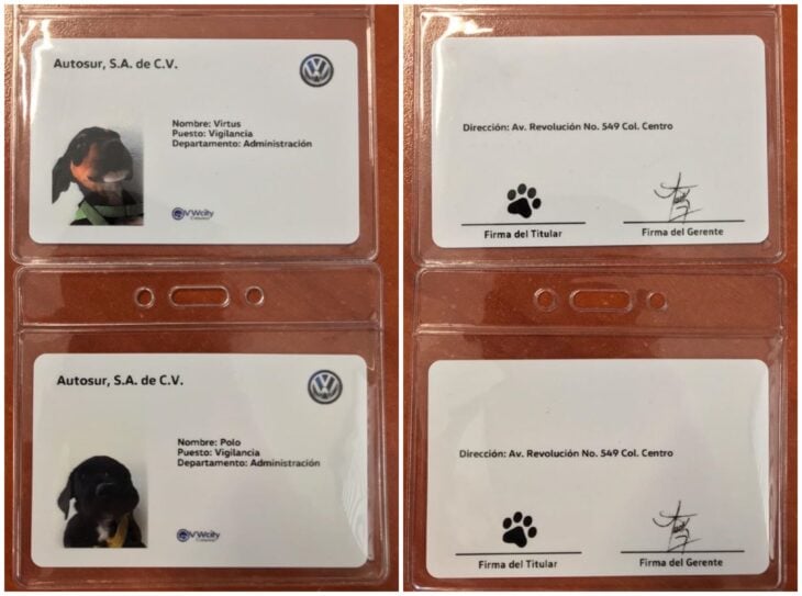 Tarjetas de identificación de perritos mestizos; Volkswagen contrata a perritos y les dan su credencial de empleados