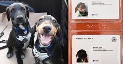 Volkswagen contrata a perritos y les da su credencial de empleados