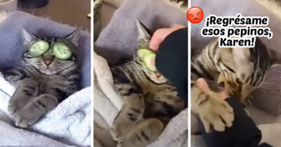 Gatito es interrumpido durante sesión de spa y su reacción nos representa