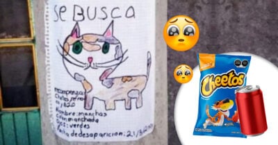 Su gatito desapareció y él ofrece botanas a quien le dé información de su paradero