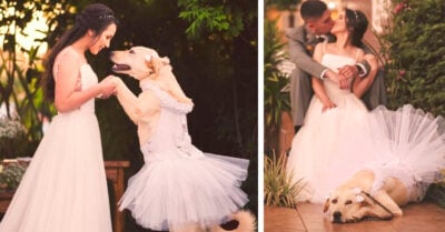 ¡Qué ternura! Perrita es la dama de honor en la boda de su mamá humana