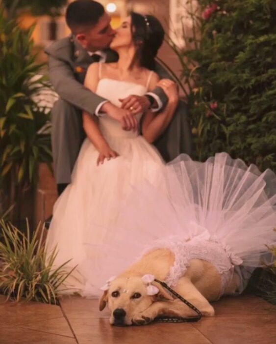 Pareja de novios posando junto a su perro labrador; Perrita es la dama de honor en la boda de su mamá humana