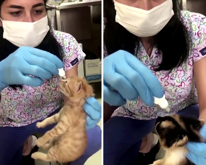 Enfermera aplicando gotas en los ojos de un gatito 