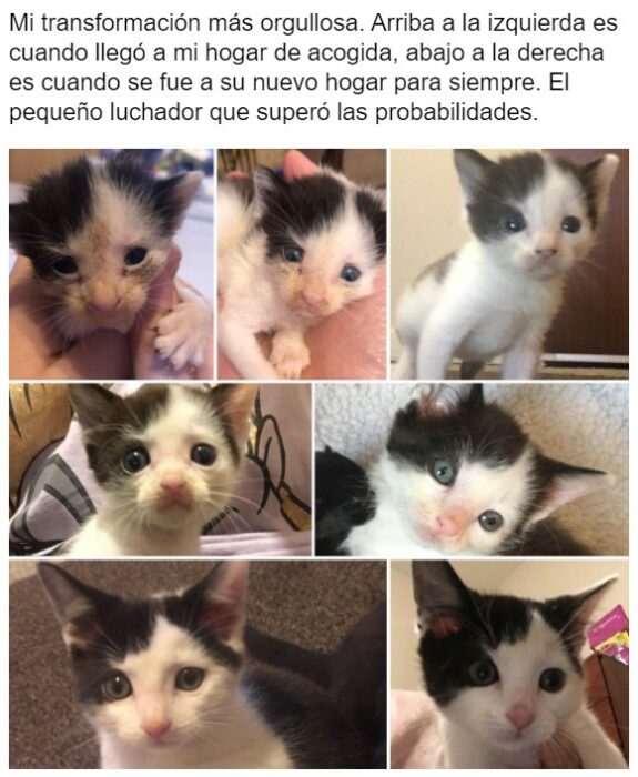 Gatito antes y después de ser rescatado ahora sano y gordito 