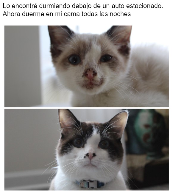 Gatito antes y después de ser rescatado ahora sano y gordito 
