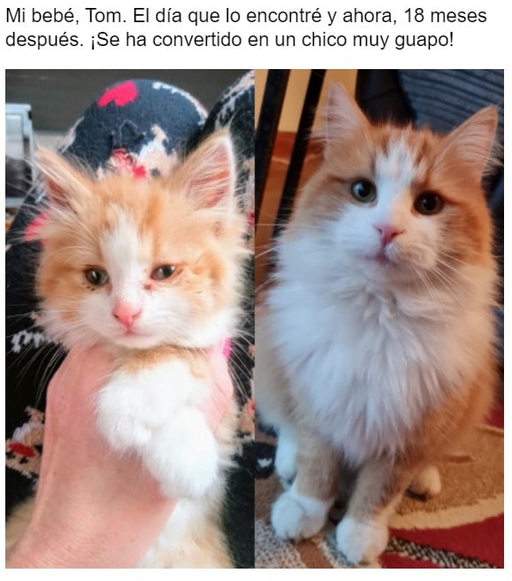Gatito antes y después de ser rescatado ahora sano y gordito 