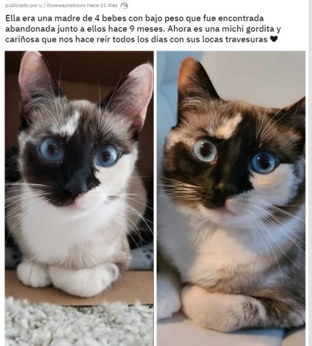 Gatito antes y después de ser rescatado ahora sano y gordito 