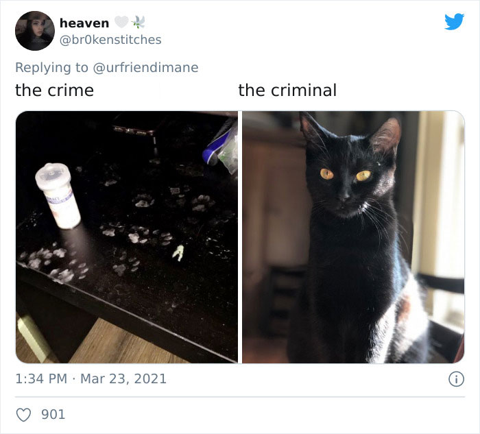 Publicación en twitter de gatitos atrapados destruyendo cosas 