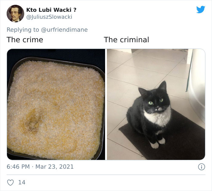 Publicación en twitter de gatitos atrapados destruyendo cosas