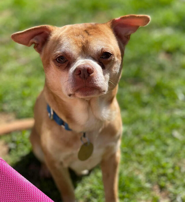 Prancer perrito que esta molesto siempre 