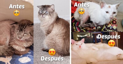 15 Gatitos antes y después de ser salvados que derretirán tu corazón