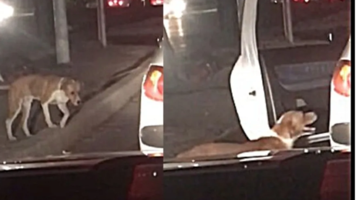 automovilista adopta a perrito callejero