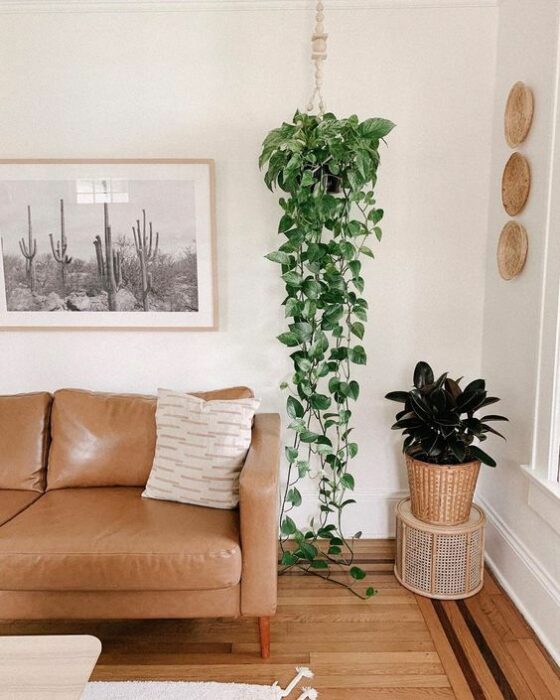 Planta colgante en la sala ;13 Ideas para decorar tu depa con tantas plantas como desees