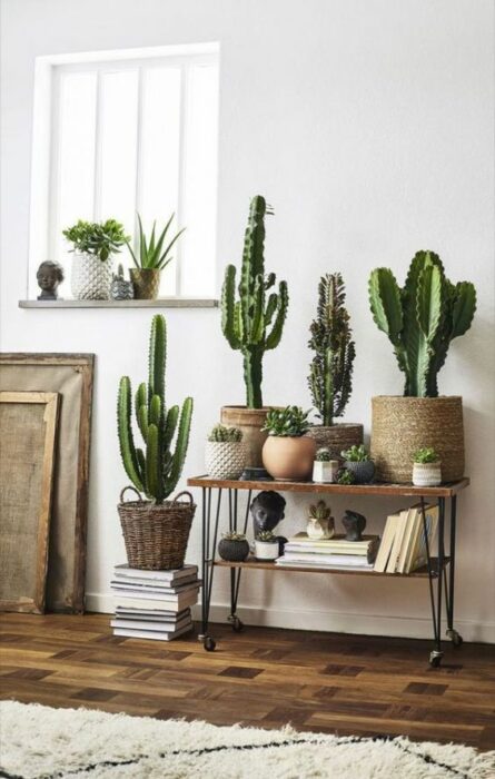 cactus sobre una escalera de adorno;13 Ideas para decorar tu depa con tantas plantas como desees