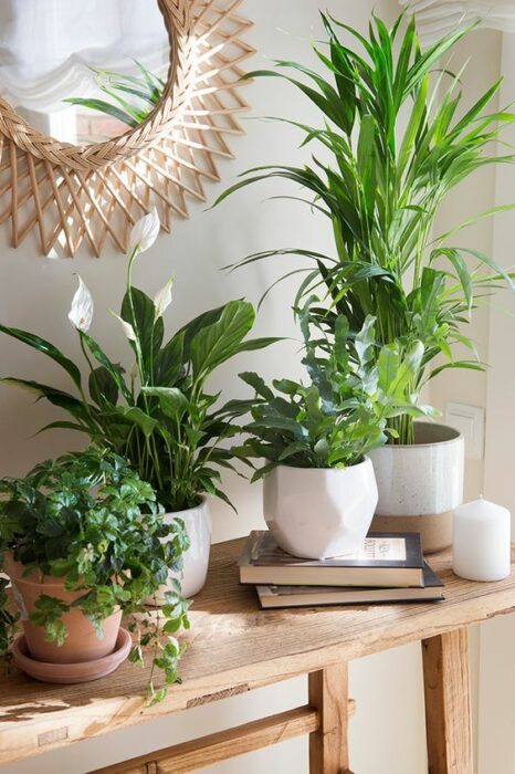 Plantas decorativas en una mesa de estar ;13 Ideas para decorar tu depa con tantas plantas como desees