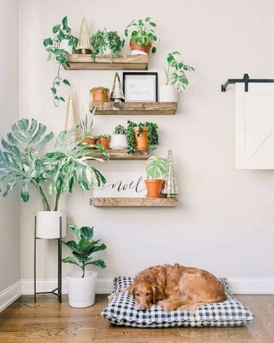 Plantas decorando un espacio en la casa 