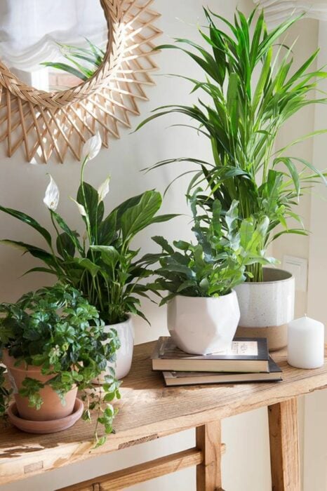 Plantas decorando un espacio en la casa 
