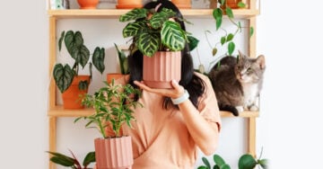 13 Ideas para decorar tu depa con tantas plantas como desees