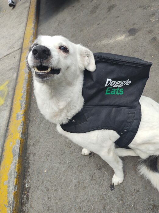 Perita sentada llevando su mochila encima; Perrita reparte comida para ayudar a su albergue y no podemos con tanta ternura