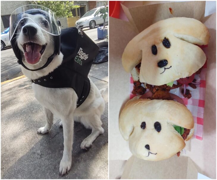 Perrita reparte comida a domicilio para ayudar a su albergue