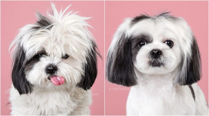 perro con pelaje blanco con negro ;Perritos antes y después de un corte de cabello