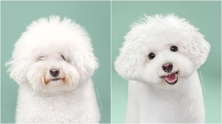 perro blanco sonriendo ;Perritos antes y después de un corte de cabello