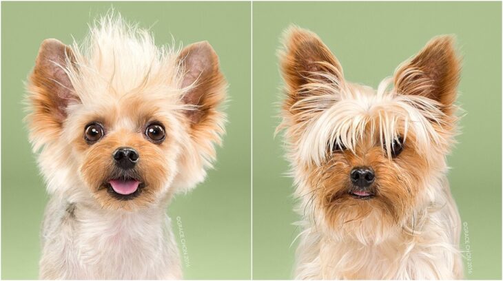 perro pequeño en tono color miel ;Perritos antes y después de un corte de cabello