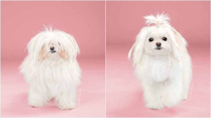 perro de raza pequeña en tono blanco; Perritos antes y después de un corte de cabello