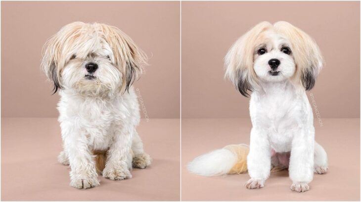 Perro con pelaje blanco con beige ;Perritos antes y después de un corte de cabello