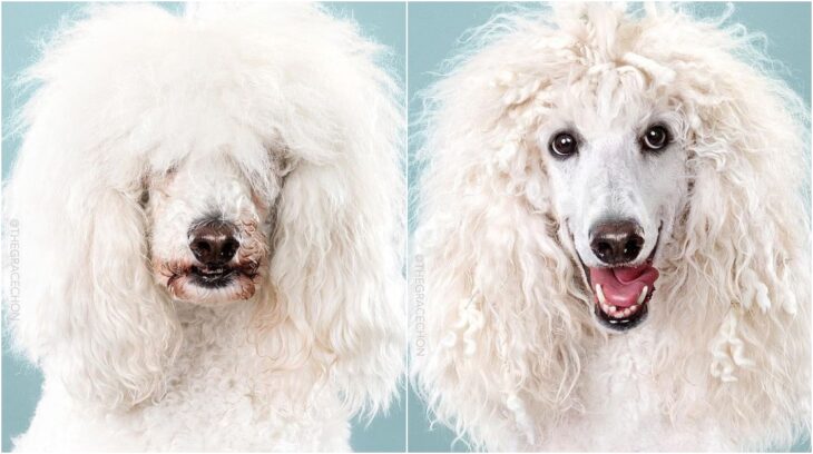 perro de talla grande con pelaje rizado ;Perritos antes y después de un corte de cabello