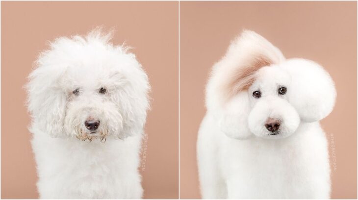 perro blanco con pelaje esponjado ;Perritos antes y después de un corte de cabello