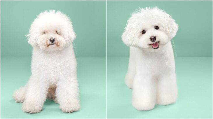 perro con rizos en tono blanco ;Perritos antes y después de un corte de cabello