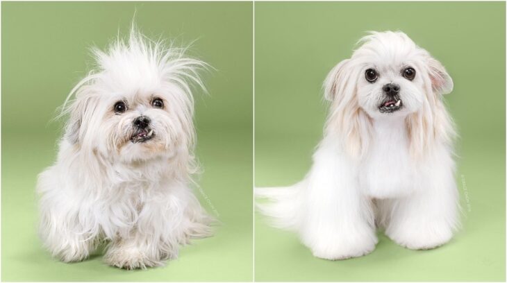 pero schnauzer despeinado ;Perritos antes y después de un corte de cabello