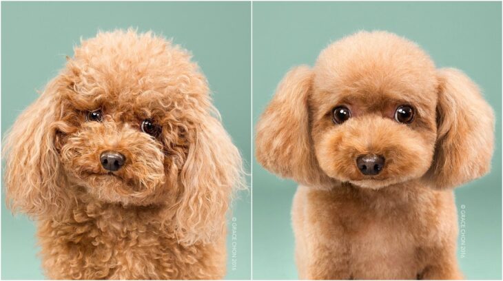 perro de pelaje rizado en tono caramelo ;Perritos antes y después de un corte de cabello