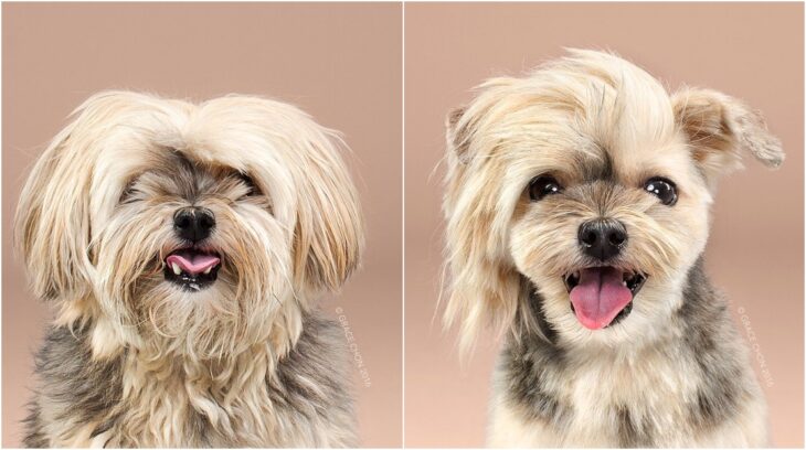 perro pequeño con pelaje dorado y negro ;Perritos antes y después de un corte de cabello