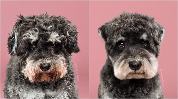 perro con pelaje rizado en tono negro ;Perritos antes y después de un corte de cabello