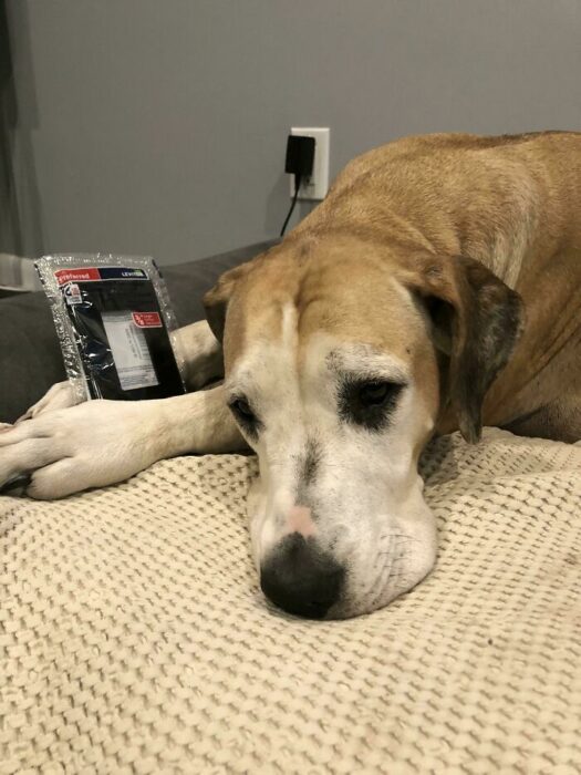 Perrito recostado en la cama mientras sostiene un apagador de luz 