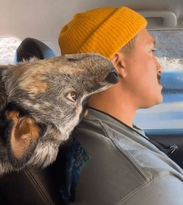 Perrito viendo manejar a su humano mientras está de cabeza 