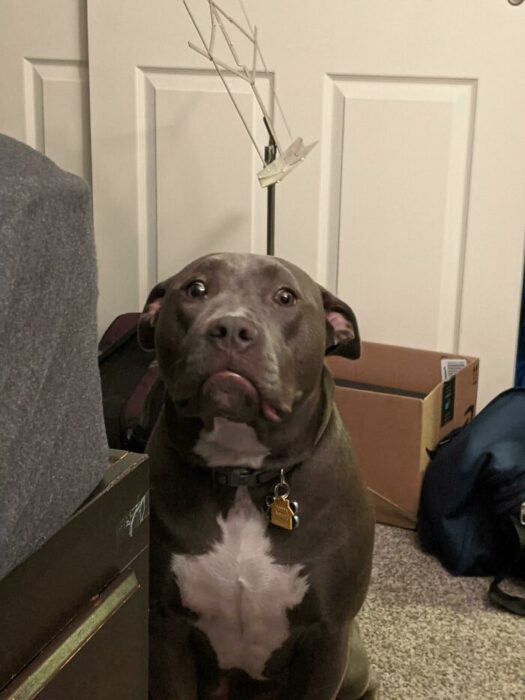 Perrito con cara de angustia 