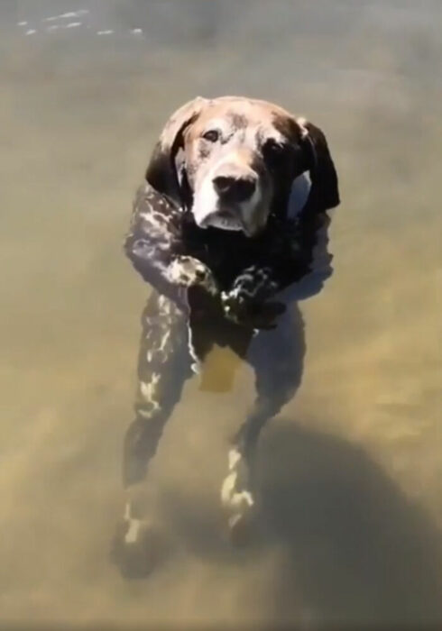 Perrito nadando y haciendo movimientos extraños 