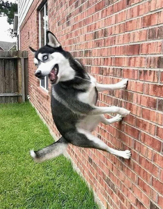 Perrito corriendo por la pared 