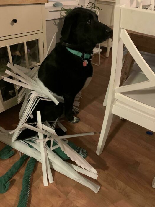 Perrito destruyendo las cortinas 