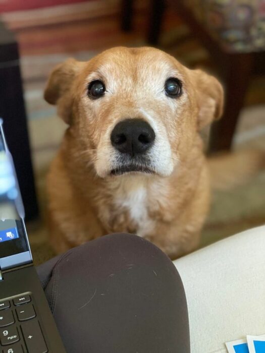 perro mirando a su dueño 14 Perros y gatos que han envejecido junto a sus dueños