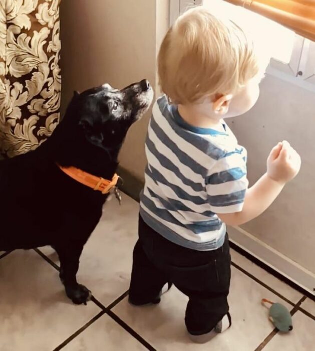 Perro y niño mirando por la ventana 14 Perros y gatos que han envejecido junto a sus dueños