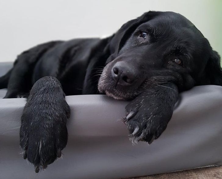 perrito recostada sobre un sofá 14 Perros y gatos que han envejecido junto a sus dueños