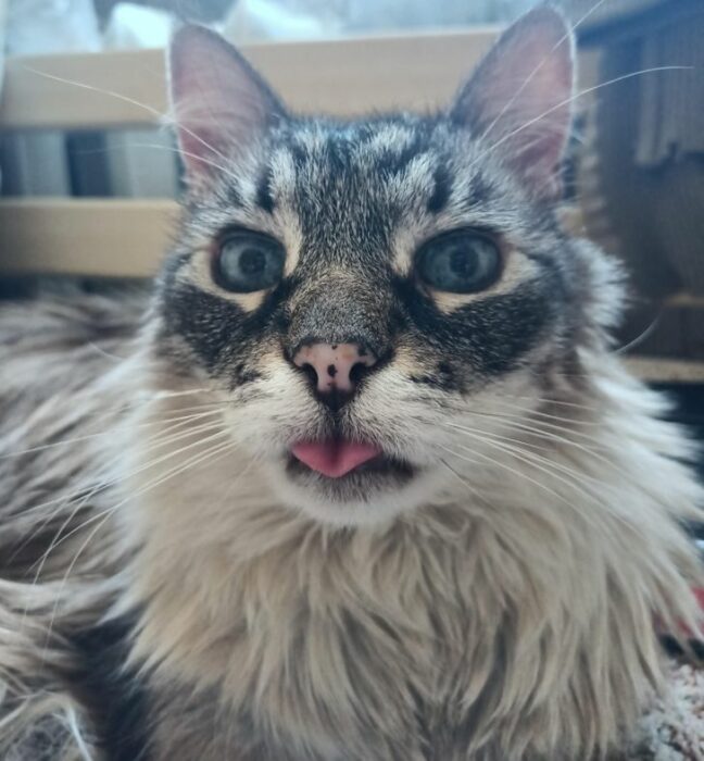 gato sacando la lengua 14 Perros y gatos que han envejecido junto a sus dueños