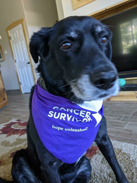 Perrito sobreviviente de cáncer usando una banda en su cuello 