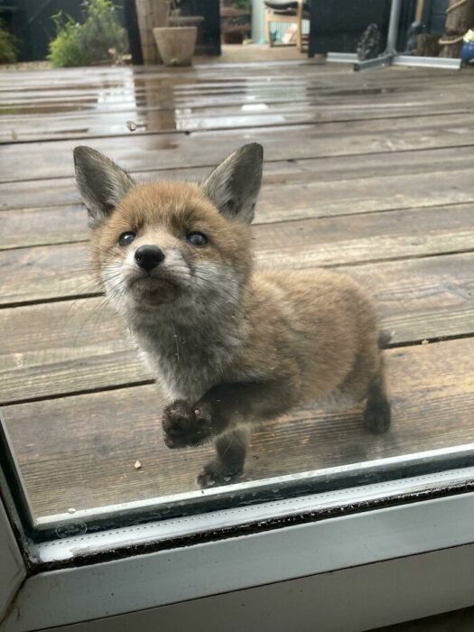 Zorro bebé tocando la puerta del jardín de una familia 