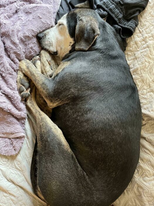 Perrito durmiendo en una cama 